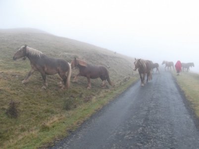 DSCF4954.JPG DSCF4954.JPG