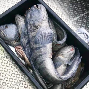 Amberfish Stonies.png Amberfish Stonies.png