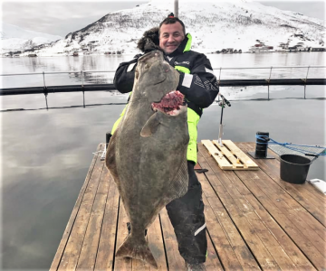 Amberfish Heilbutt Kvaloysund.png Amberfish Heilbutt Kvaloysund.png