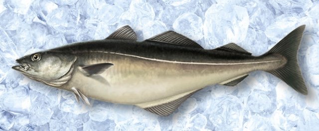 ACFF05A1-9B45-40A8-AA9C-36F2F93B6E32.jpeg ACFF05A1-9B45-40A8-AA9C-36F2F93B6E32.jpeg