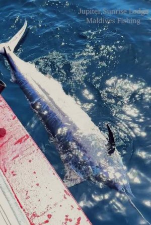 WhatsApp Image 2022-10-26 at 16.27.39.jpeg