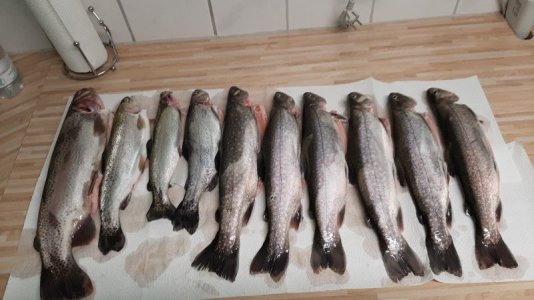 IMG-20221031-WA0000.jpeg IMG-20221031-WA0000.jpeg