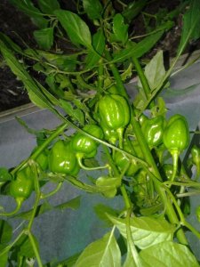 2015-08-18 19.33.59.jpg