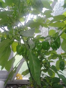 2015-09-06 14.41.29.jpg