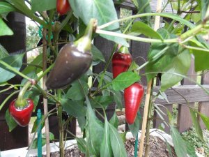 Chili 090915 010.jpg