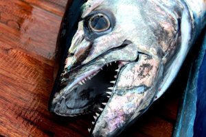 IMG_3091.jpg IMG_3091.jpg