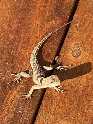 62C5FFBD-D3C6-4FC5-8416-615CC9FB6CD0.jpeg 62C5FFBD-D3C6-4FC5-8416-615CC9FB6CD0.jpeg