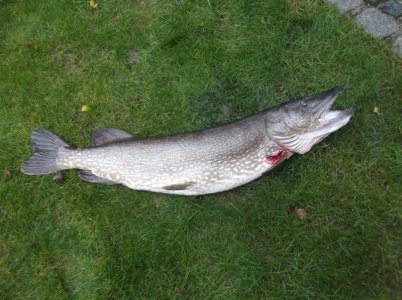 DSCF1745.JPG DSCF1745.JPG