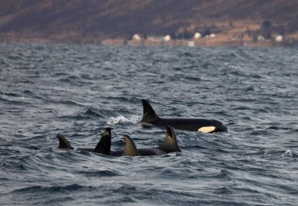 4R1A0195.JPG 4R1A0195.JPG