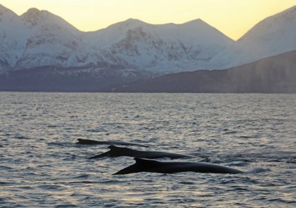 4R1A0996.JPG 4R1A0996.JPG