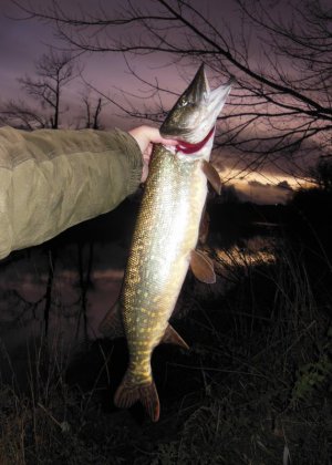 DSCN4188.JPG DSCN4188.JPG