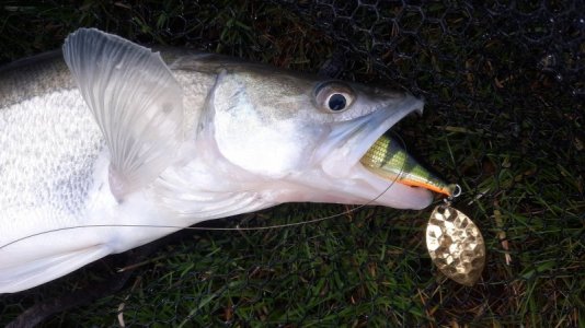 IMG-20221229-WA0006.jpeg IMG-20221229-WA0006.jpeg