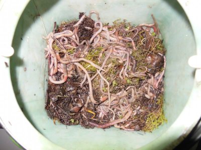 DSCN4545.JPG DSCN4545.JPG