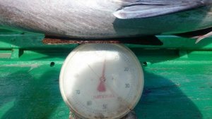 12071625_10156181769780501_775361943_n.jpg 12071625_10156181769780501_775361943_n.jpg