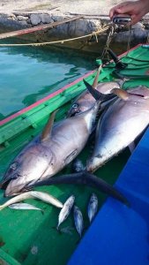 12179062_10156181944140501_1460242790_n.jpg 12179062_10156181944140501_1460242790_n.jpg