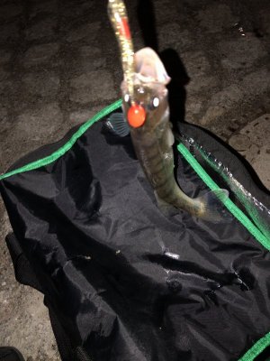 05B83919-70A4-4602-A901-041C6CDCF33B.jpeg 05B83919-70A4-4602-A901-041C6CDCF33B.jpeg