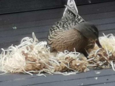 IMG-20230416-WA0002.jpg IMG-20230416-WA0002.jpg