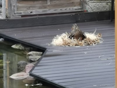 IMG-20230416-WA0001.jpg IMG-20230416-WA0001.jpg