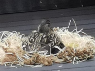 IMG-20230416-WA0003.jpg IMG-20230416-WA0003.jpg