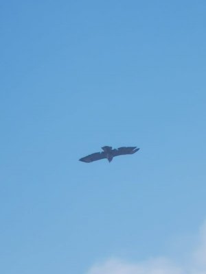 IMG_20230506_174203.jpg IMG_20230506_174203.jpg