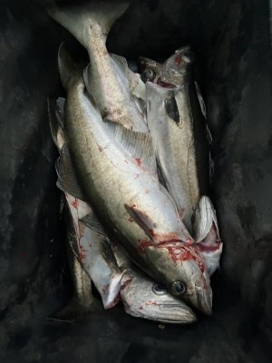 IMG_4268.jpeg IMG_4268.jpeg