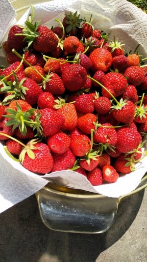 IMG-20230617-WA0002.jpeg