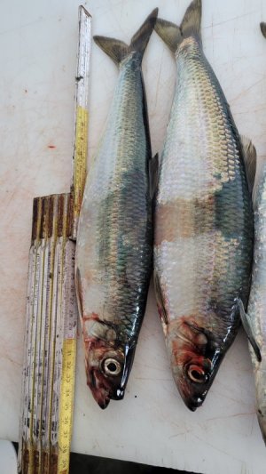 20230614_160235.jpg 20230614_160235.jpg