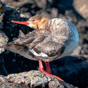 DSC02687_1.jpg DSC02687_1.jpg