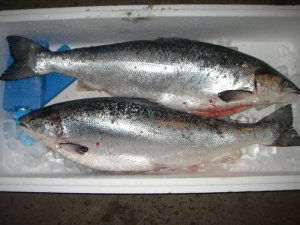 IMGP6748.JPG IMGP6748.JPG