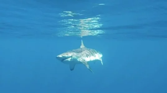 Hai unbearbeitet.webp Hai unbearbeitet.webp