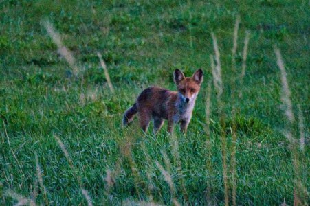 Fuchs 1.jpg