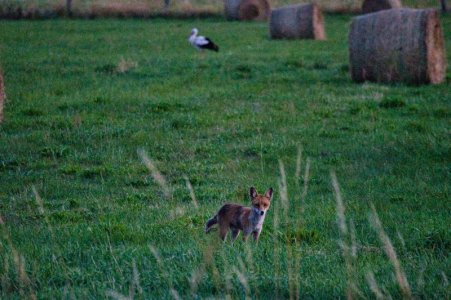 Fuchs und Storch.jpg