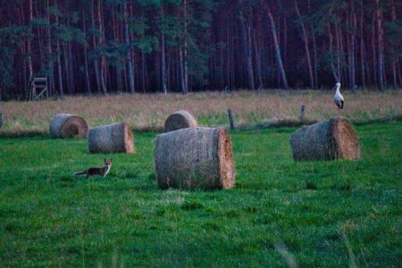 Fuchs und Storch 2.jpg