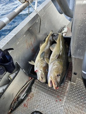 20230811_161648.jpg 20230811_161648.jpg