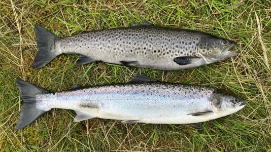 IMG_8125.jpeg IMG_8125.jpeg