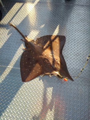 IMG_20210809_074918.jpg IMG_20210809_074918.jpg