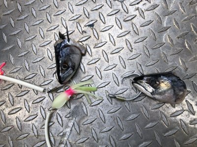 IMG_1685.jpeg IMG_1685.jpeg