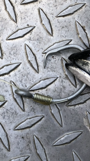 IMG_1734.png IMG_1734.png