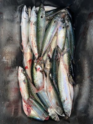 IMG_5914.jpeg IMG_5914.jpeg