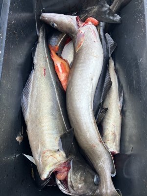 IMG_6046.jpeg IMG_6046.jpeg