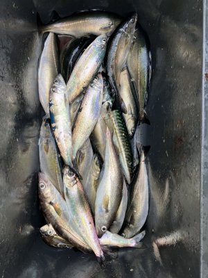 IMG_6054.jpeg IMG_6054.jpeg