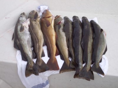 Rundfische.JPG Rundfische.JPG