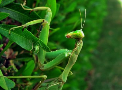 IMG_0184.JPG IMG_0184.JPG