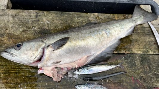 IMG_9004.jpeg IMG_9004.jpeg