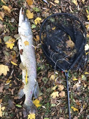 IMG_2358.jpeg IMG_2358.jpeg