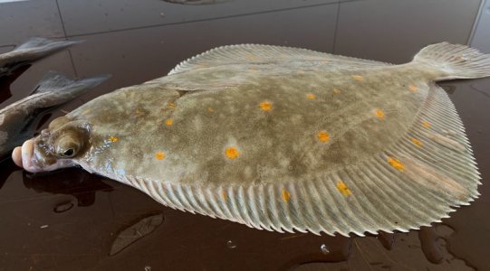 angelreisen_halver_skarsvag_08-220162.jpg angelreisen_halver_skarsvag_08-220162.jpg