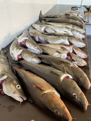 angelreisen_halver_skarsvag_08-220160.jpg angelreisen_halver_skarsvag_08-220160.jpg