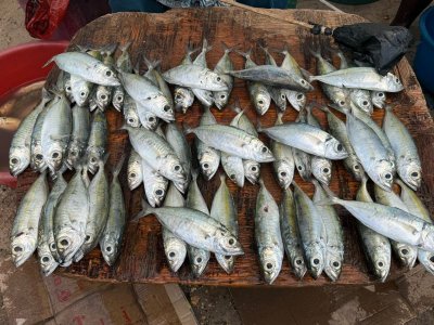 IMG-20240104-WA0021.jpg IMG-20240104-WA0021.jpg