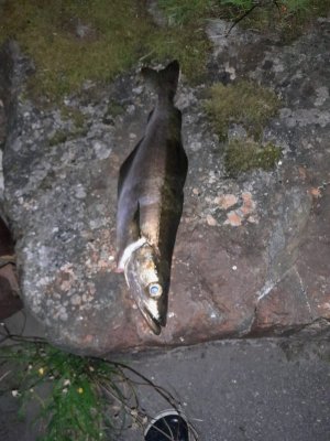 IMG-20240120-WA0004.jpg IMG-20240120-WA0004.jpg