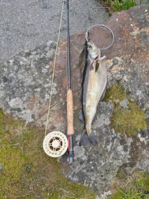 IMG-20240120-WA0008.jpg IMG-20240120-WA0008.jpg